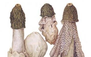 Показания к применению гриба весёлка и противопоказания лекарственных форм