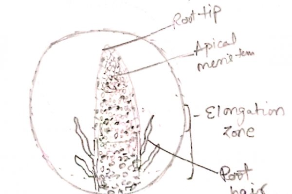 Кракен марихуана