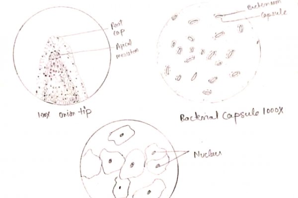Кракен маркетплейс ссылка
