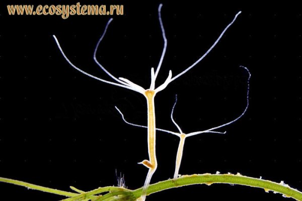 Кракен адрес