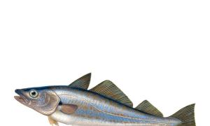 Рыба мерланг: фото, описание, среда обитания, полезные свойства, как готовить