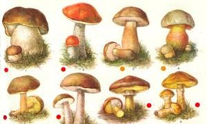 Виды грибов и их характеристика