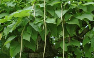 Особенности выращивания дерева катальпа: посадка и уход